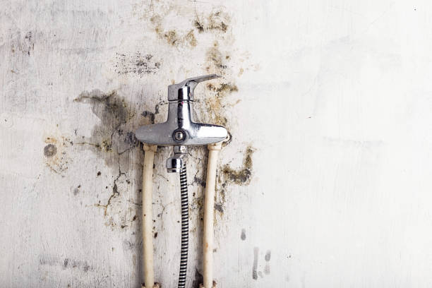Mold Removal and Inspection in Basile, LA