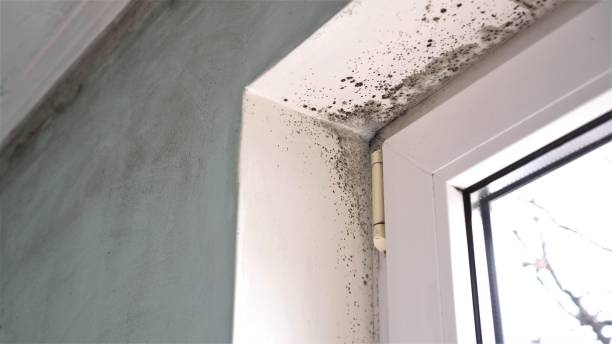 Certified Mold Removal in Basile, LA