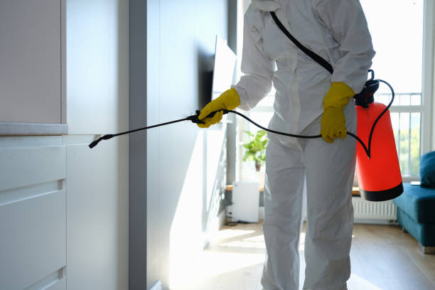 Best Attic Mold Removal  in Basile, LA