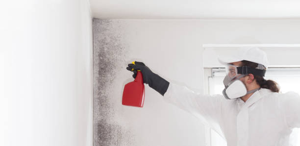 Best Crawl Space Mold Removal  in Basile, LA