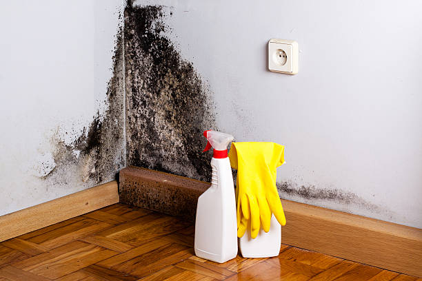 Best Office Mold Removal Services  in Basile, LA